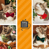 Cat Collar - "Velvet - Hunter Green" - Dark Green Velvet Cat Collar / Breakaway Buckle or Non-Breakaway / Cat + Small Dog Sizes