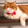 Bow Tie Cat Collar Set - "Love Song" - Red Heart Cat Collar w/ Matching Bowtie (Removable) / Valentine's Day