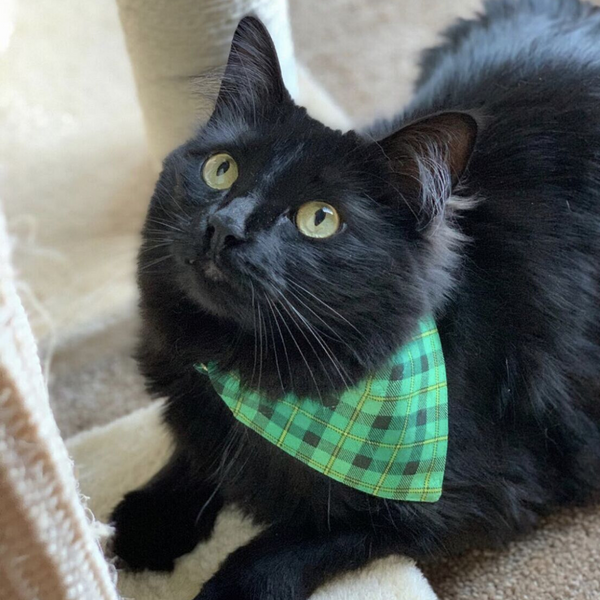 Pet Bandana "Dublin" St. Patrick's Day / Green Plaid Bandana for C