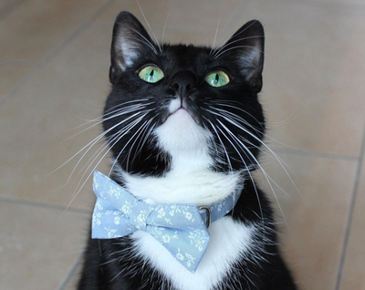 Bow Tie Cat Collar Set - "Fairfield" - Light Blue Chambray Floral Cat Collar + Matching Bow Tie (Removable)