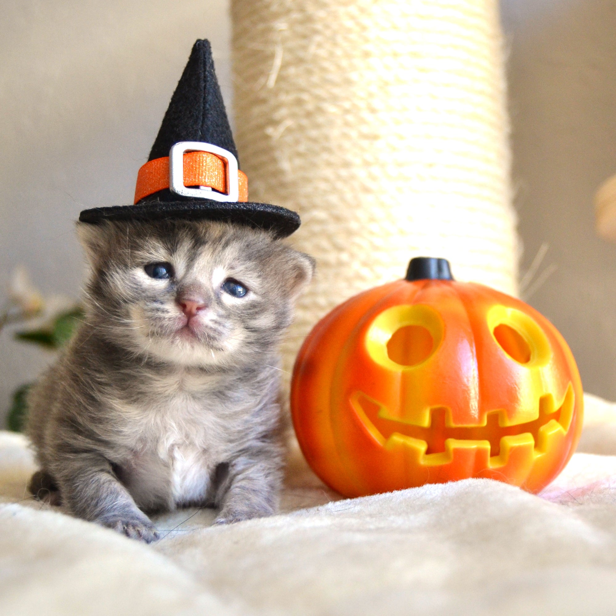 Pet Witch Hat - Halloween Photo Prop | X-Small Mini Size for Cats, Kittens + Small Dogs