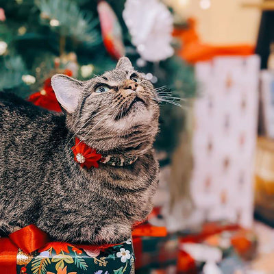 Specialty Pet Flower Corsages - Sold Individually / Poinsettia Collar Flower for Cats + Small Dogs / Colors for Halloween, Thanksgiving & Christmas