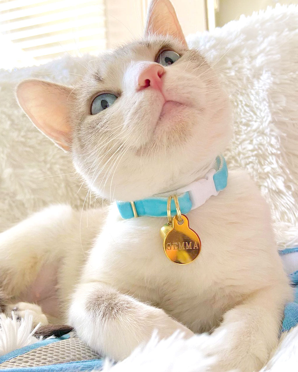 Cat Collar - "Velvet - Frosty Blue" - Luxe Sky Blue Velvet - Breakaway Buckle or Non-Breakaway - Cat + Small Dog Sizes