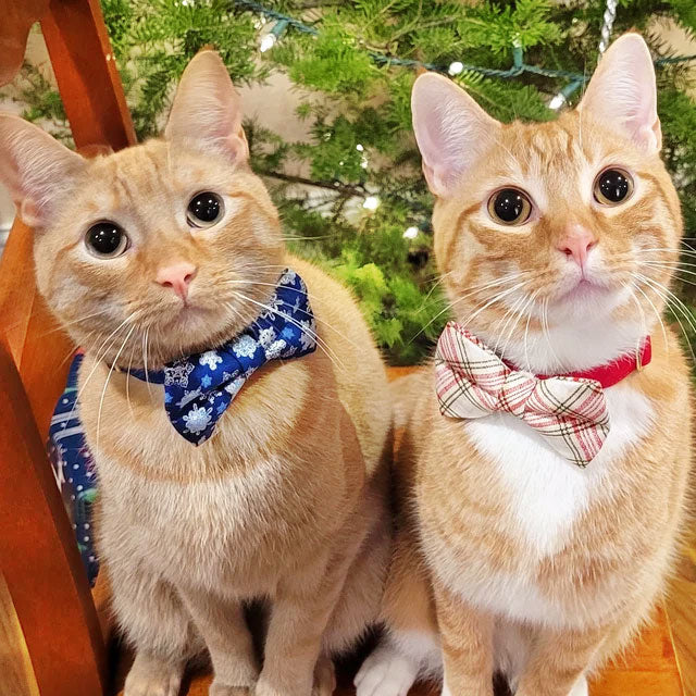 Bow Tie Cat Collar Set - "Shimmering Snowflakes - Blue" - Holiday Blue & Silver Metallic Cat Collar w/ Matching Bowtie / Winter Solstice / Cat, Kitten, Small Dog Sizes