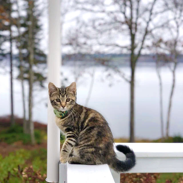 AirTag® Holder for Small Pet Collars (15 Colors) - Sized for Cats + Small Dogs