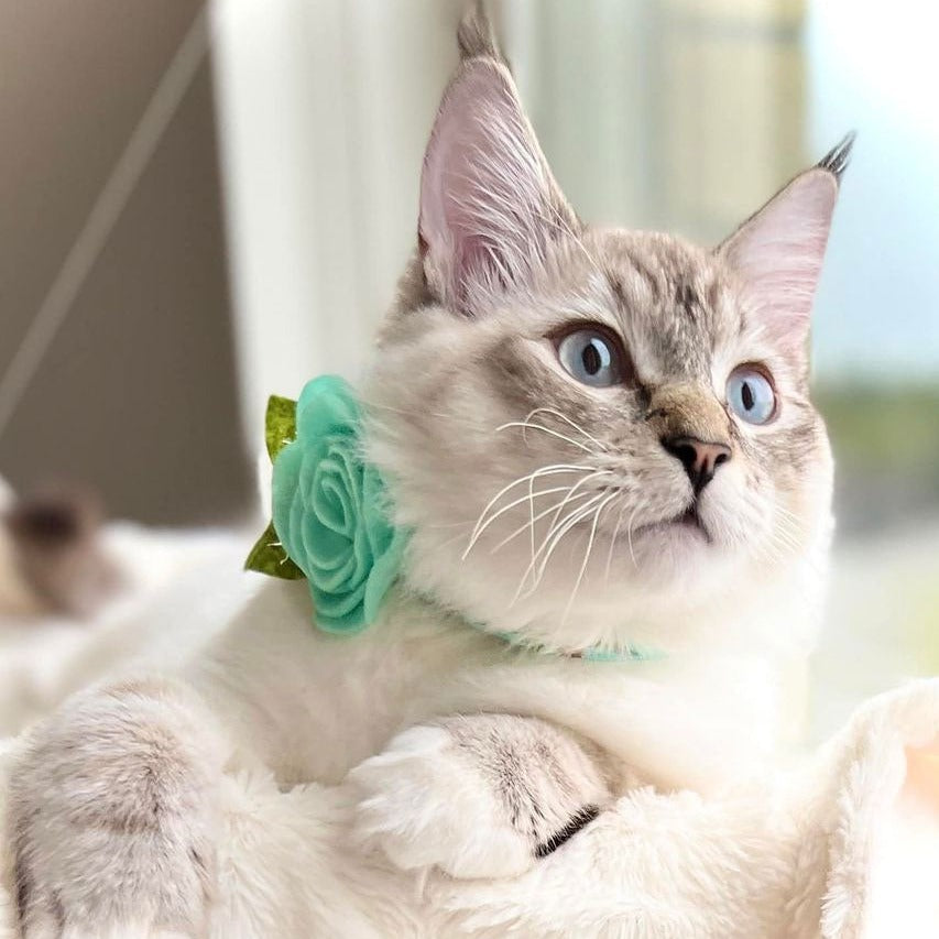 Pet Flower Corsages (15 Felt Colors) - Sold Individually - For Cat Collar + Small Dog Collar / Wedding Pet / Standard or Mini Size Option