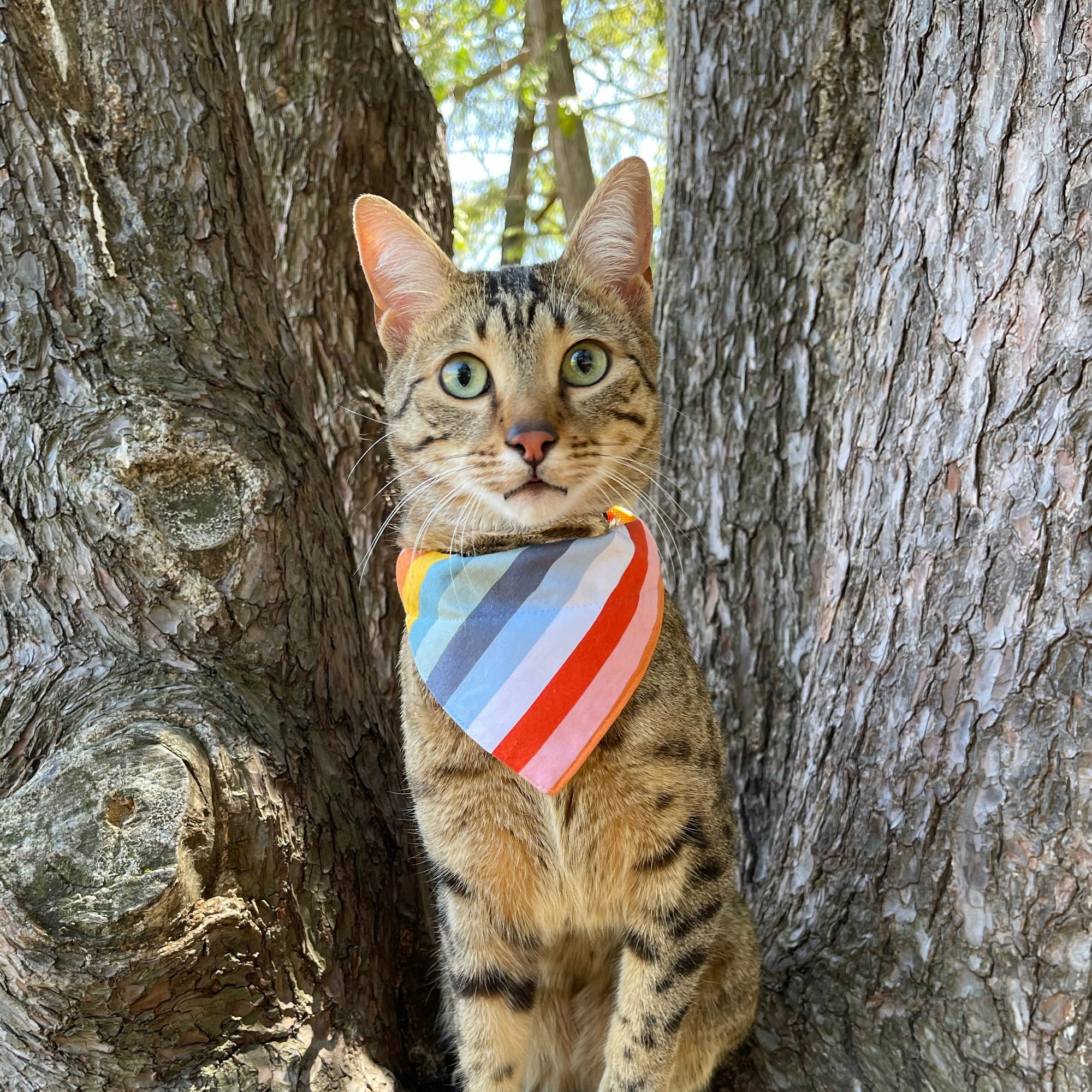 Pet Bandana - "Carousel" - Striped Rainbow Bandana for Cat + Small Dog / Summer, Birthday, LGBTQ / Slide-on Bandana / Over-the-Collar (One Size)