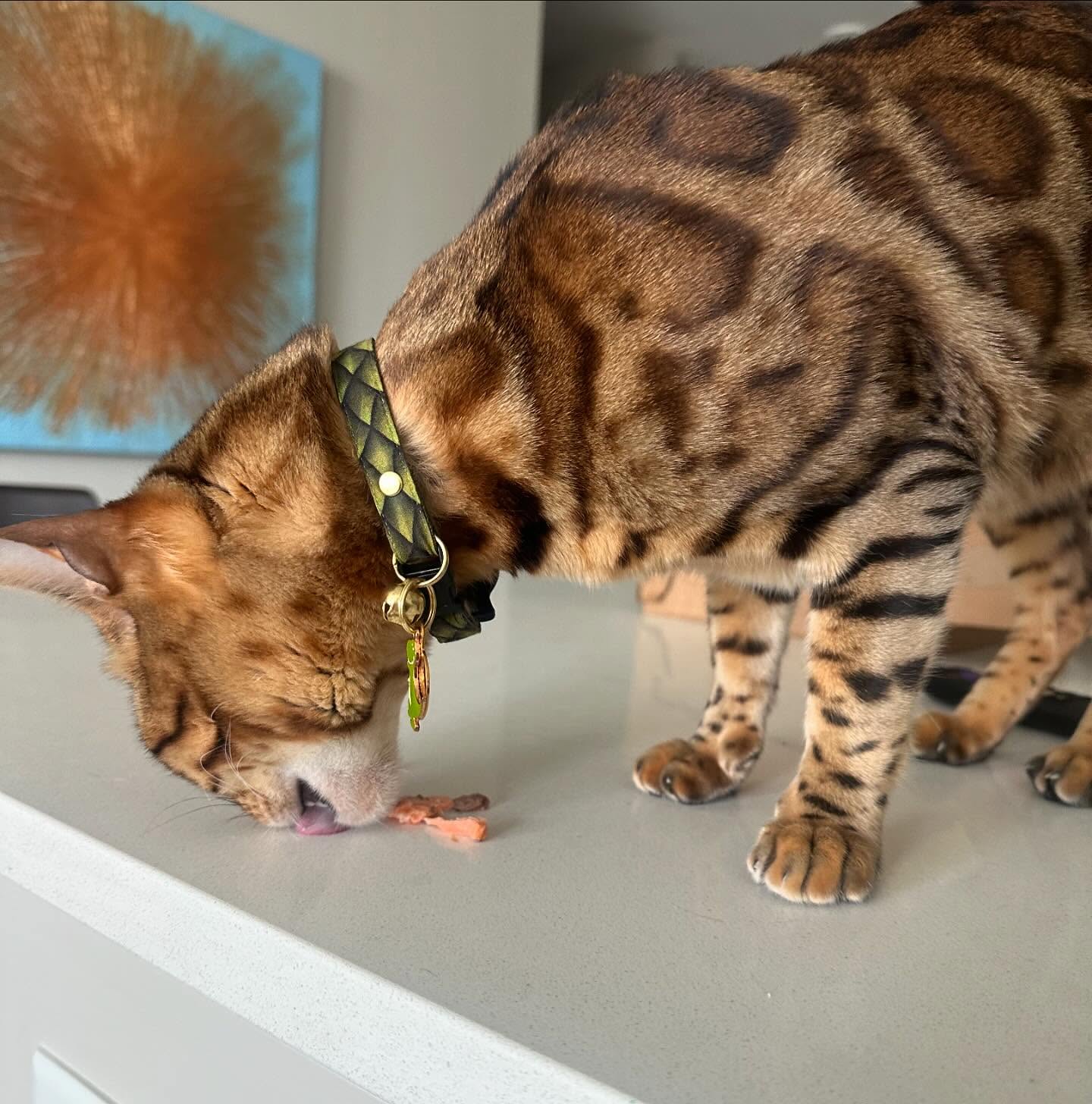 Cat Collar - "Dragon Scales - Green" - Fantasy Dragon Cat Collar / Snake, Epic, Game of Thrones / Breakaway Buckle or Non-Breakaway / Cat, Kitten + Small Dog Sizes