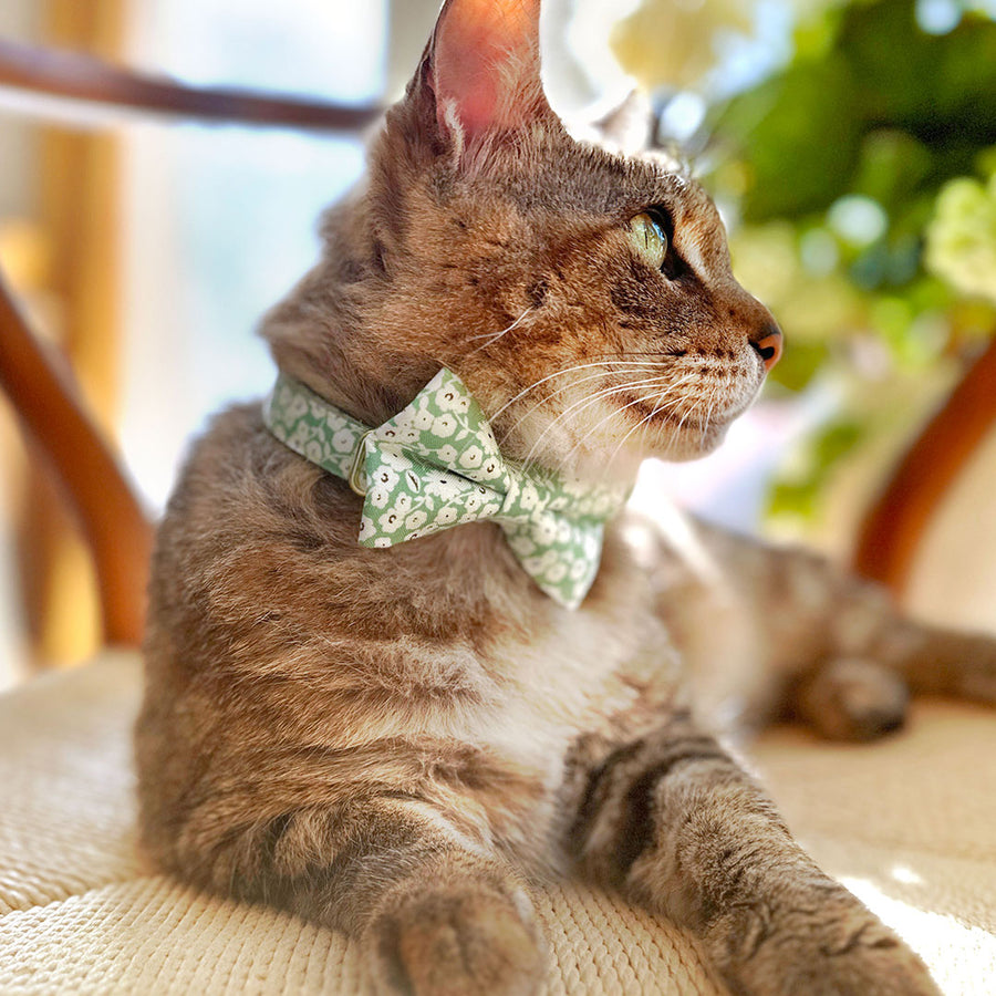 Bow Tie Cat Collar Set - "Apple Blossom" - Light Green Floral Cat Collar w/ Matching Bowtie / Spring, Easter, Wedding / Cat, Kitten, Small Dog Sizes