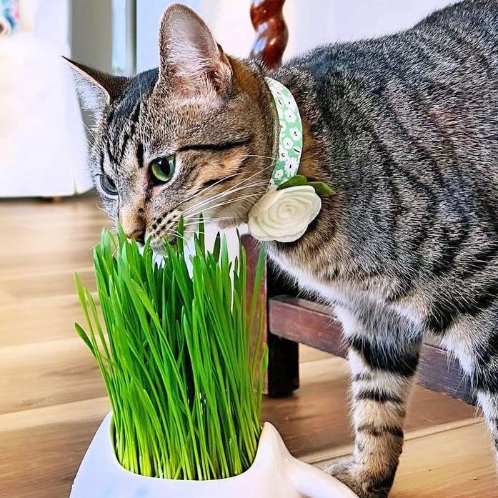 Pet Flower Corsages (15 Felt Colors) - Sold Individually - For Cat Collar + Small Dog Collar / Wedding Pet / Standard or Mini Size Option