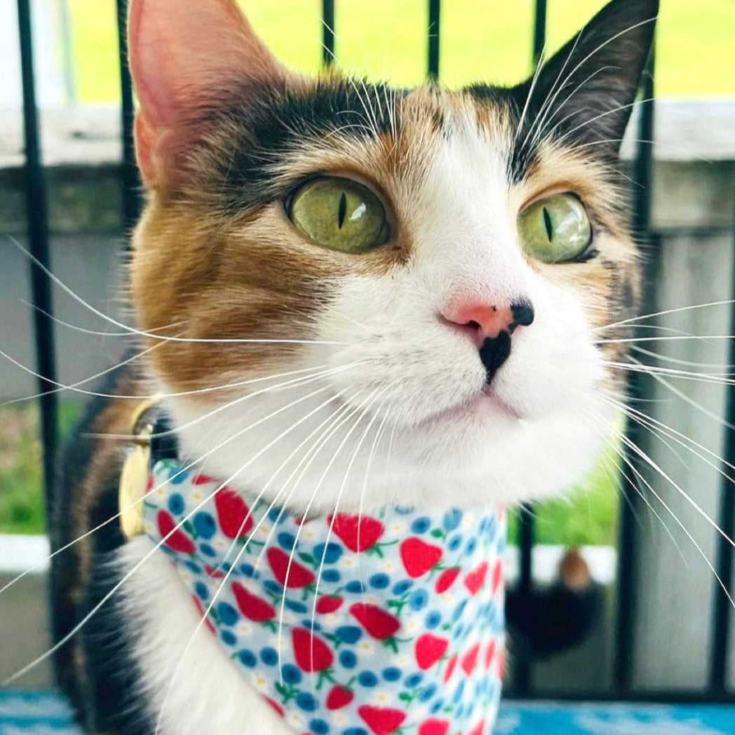 Cat Bandana - "Berry Bramble" - Blueberry Bandana for Cat + Small Dog/Summer, Patriotic, Blue, 4th of July, Strawberry Fruit Cat Bandana