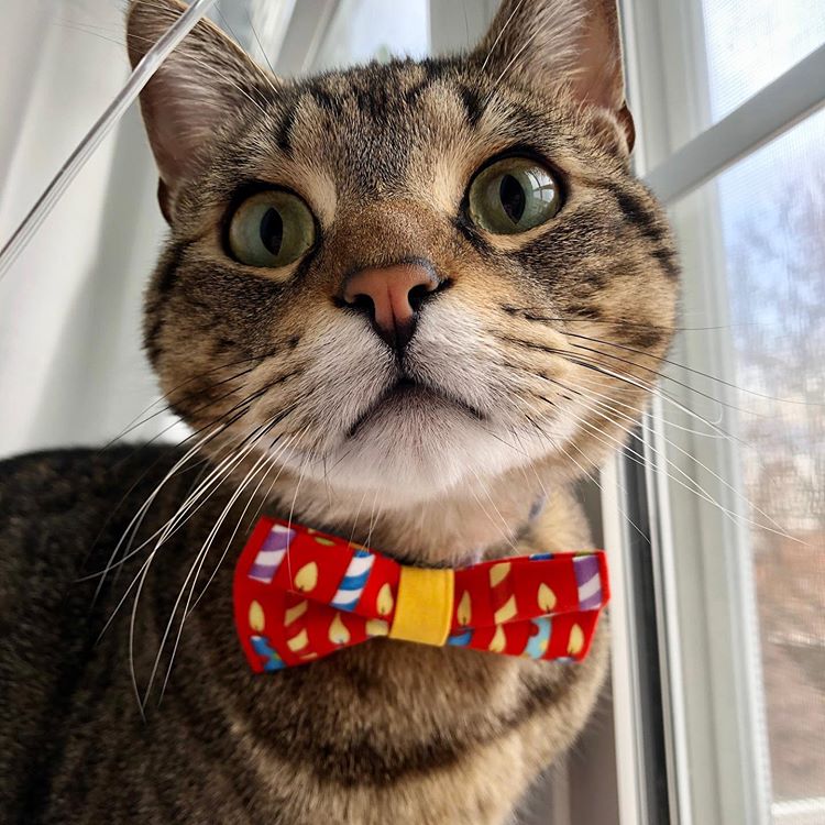 Birthday Cat Bow Tie - "Birthday Candles" - Red Party Bowtie / For Cats + Small Dogs / Removable (One Size)