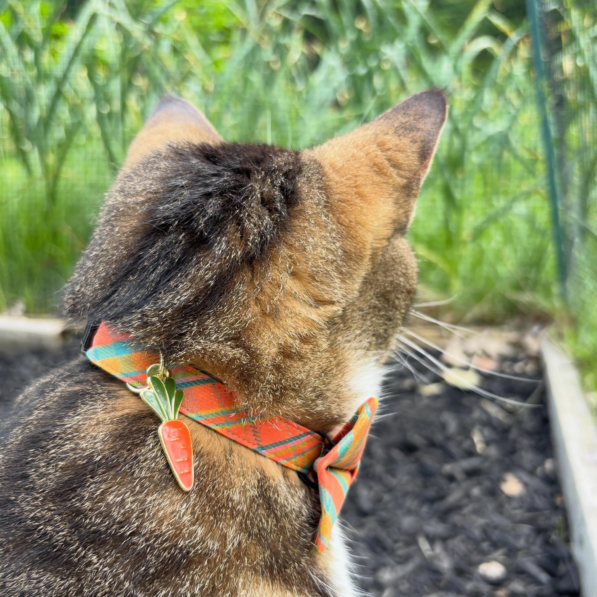 Pet Collar Charms - "Food, Fruits & Sweets" - For Cat Collars & Small Dog Collars