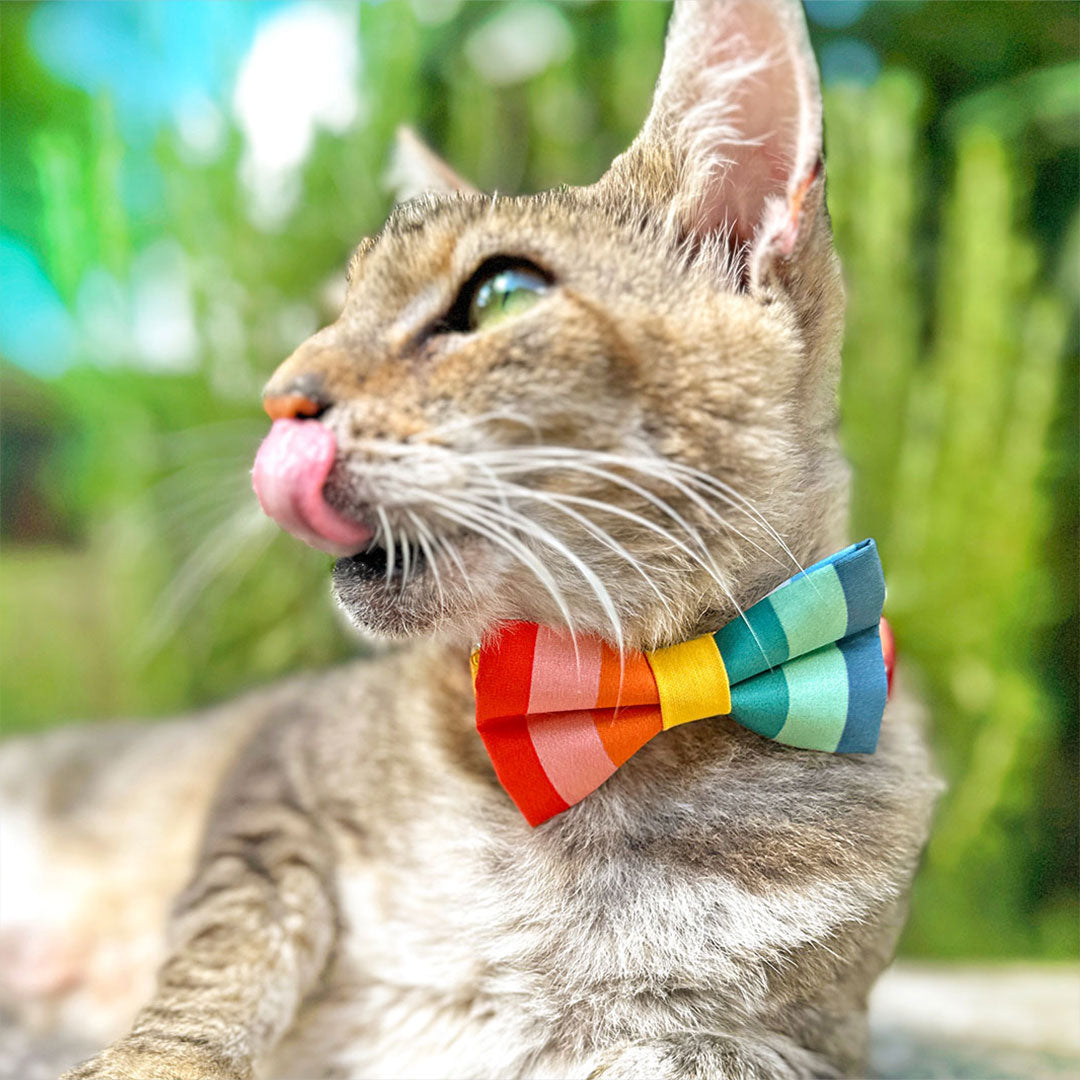 Cat Collar - "Carousel" - Striped Rainbow Cat Collar / Birthday, LGBTQ, Summer / Breakaway Buckle or Non-Breakaway / Cat, Kitten + Small Dog Sizes