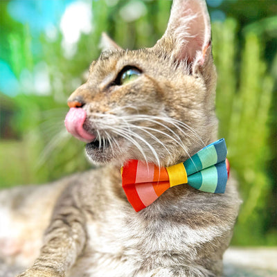 Cat Collar - "Carousel" - Striped Rainbow Cat Collar / Birthday, LGBTQ, Summer / Breakaway Buckle or Non-Breakaway / Cat, Kitten + Small Dog Sizes