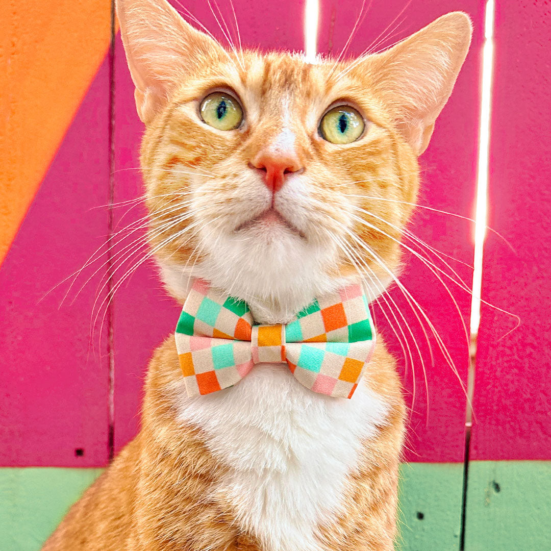 Cool + Unique Designs For Every Pet