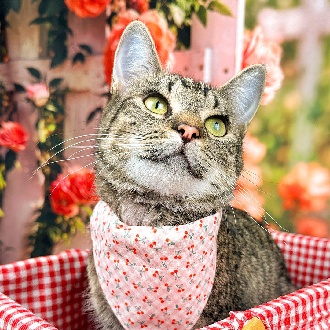 Cherry Cat Bandana - "Cherry Jubilee" - Pink Gingham Cherries Bandana for Cat + Small Dog / Fruit, Spring, Summer / Slide-on Bandana