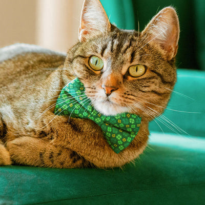 Pet Bow Tie - "Clover Leaf" - St. Patrick's Day Green & Gold Bow Tie / Shamrock, Lucky, Irish / For Cats + Small Dogs (One Size)