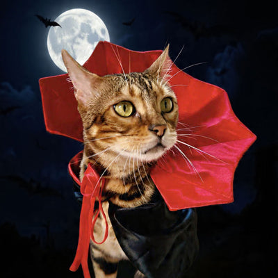 Pet Dracula Costume for Cat + Small Dog / Halloween Photo Prop for Pet / Cat Halloween Costume / Red & Black Satin Pet Vampire Cloak Costume