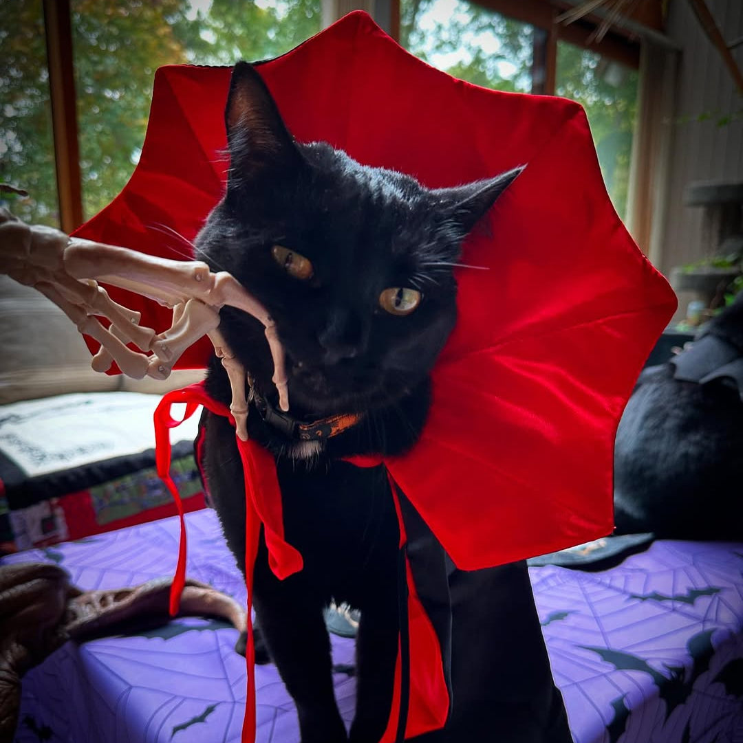 Pet Dracula Costume for Cat + Small Dog / Halloween Photo Prop for Pet / Cat Halloween Costume / Red & Black Satin Pet Vampire Cloak Costume