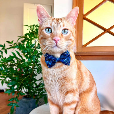 Cat Collar - "Echo Peak" - Rugged Dark Blue Plaid Cat Collar / Fall, Winter, Boy Cat, Male, Masculine / Breakaway Buckle or Non-Breakaway / Cat, Kitten + Small Dog Sizes