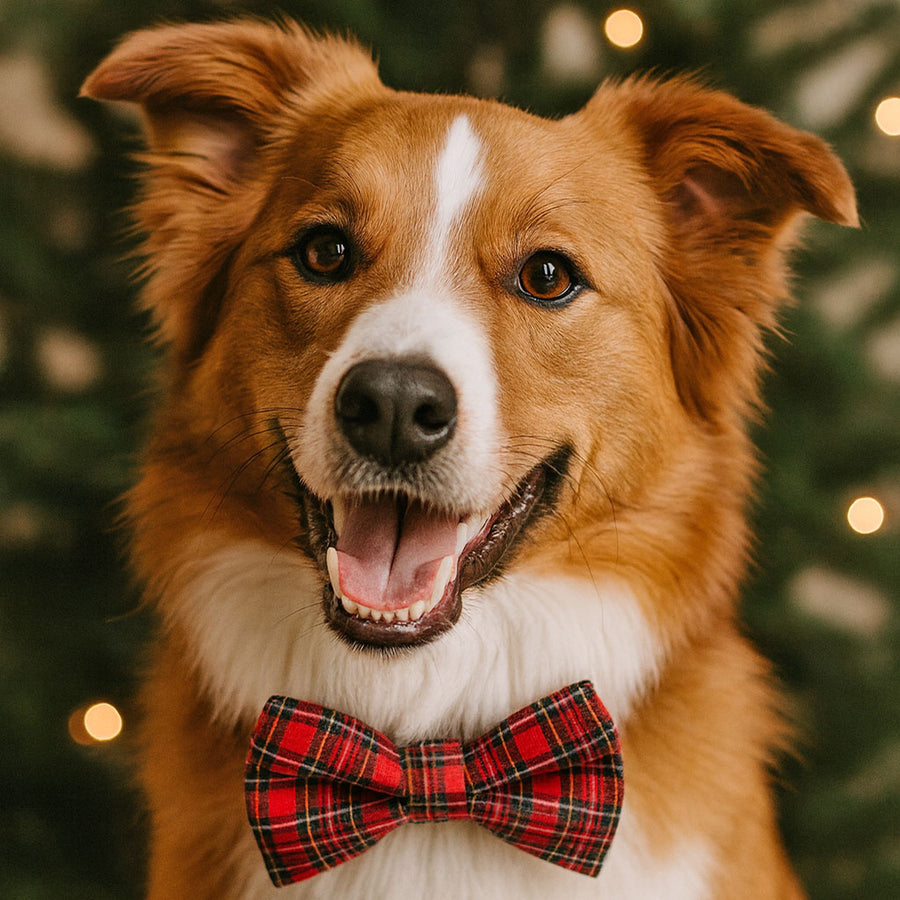 Pet Bow Tie (LARGE SIZE) - "Hearthside" - Classic Red Holiday Tartan Plaid | Christmas & Wedding | For Medium + Large Dogs