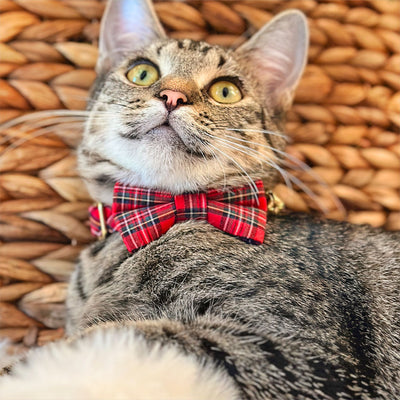 Pet Bow Tie (TINY SIZE) - "Hearthside" - Classic Red Holiday Tartan Plaid | Christmas, Holidays & Wedding Bow Tie | For Kitten + Tiny Dog
