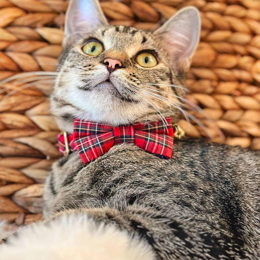 Pet Bow Tie (TINY SIZE) - "Hearthside" - Classic Red Holiday Tartan Plaid | Christmas, Holidays & Wedding Bow Tie | For Kitten + Tiny Dog