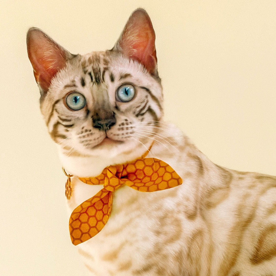 Cat Collar and Bunny Ear Bow Set - "Honeycomb" - Golden Honey Yellow Cat Collar w/ Matching Bunny Bow Tie / Bee Lover, Honeybee / Tie-On Scarf / Cat, Kitten + Small Dog Sizes