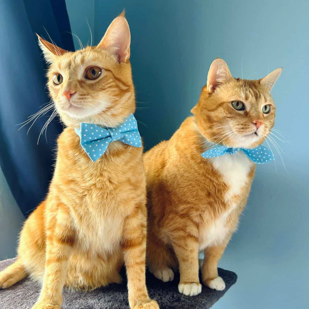 Cat Collar and Bunny Ear Bow Set - "Lucky Star" - Light Blue Chambray Star Cat Collar w/ Matching Bunny Bow Tie / Spring + Summer / Tie-On Scarf / Cat, Kitten + Small Dog Sizes