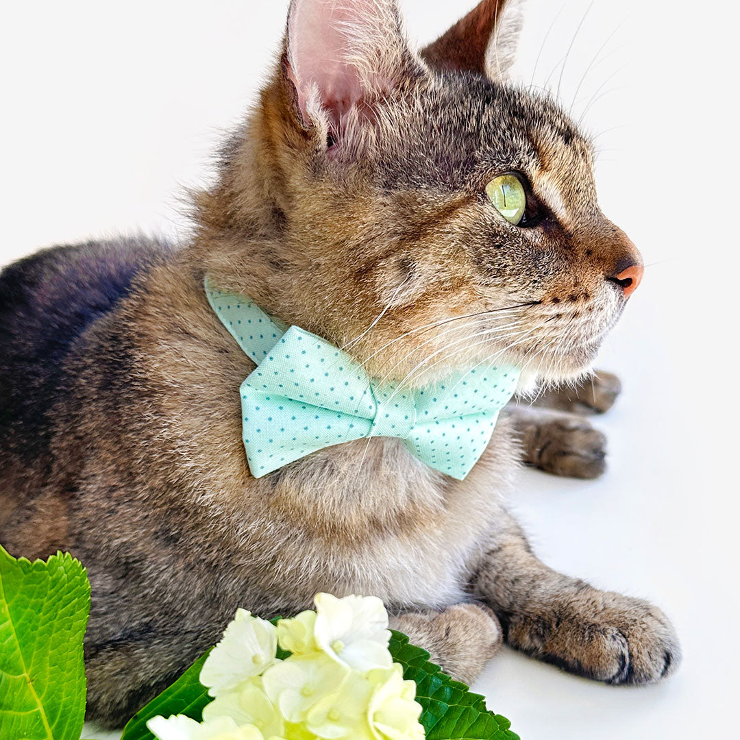 Pet Bow Tie - "Mint To Be" - Polka Dot Mint Green Bow Tie / Spring, Easter, Birthday, Wedding / For Cats + Small Dogs (One Size)