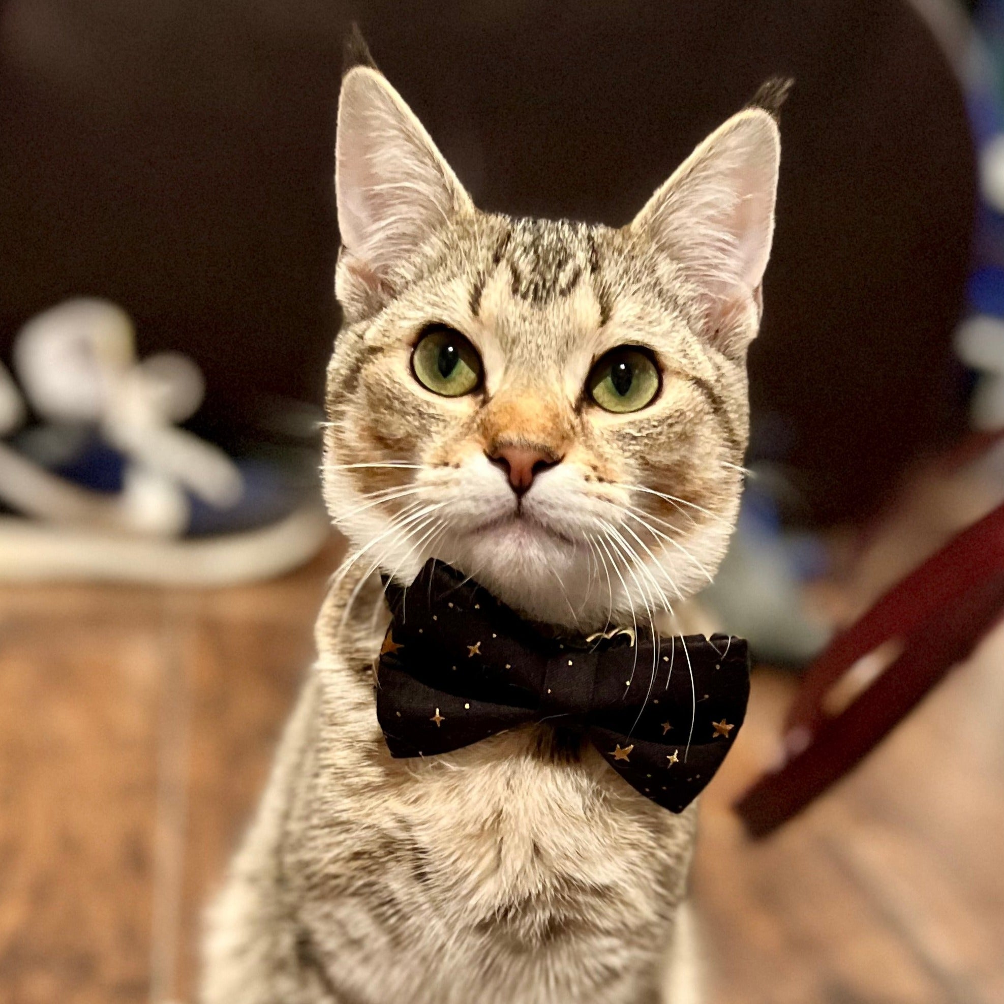 Rifle Paper Co® Pet Bow Tie - "Noir" - Black & Gold Star Bow Tie For Cats + Small Dogs (One Size)