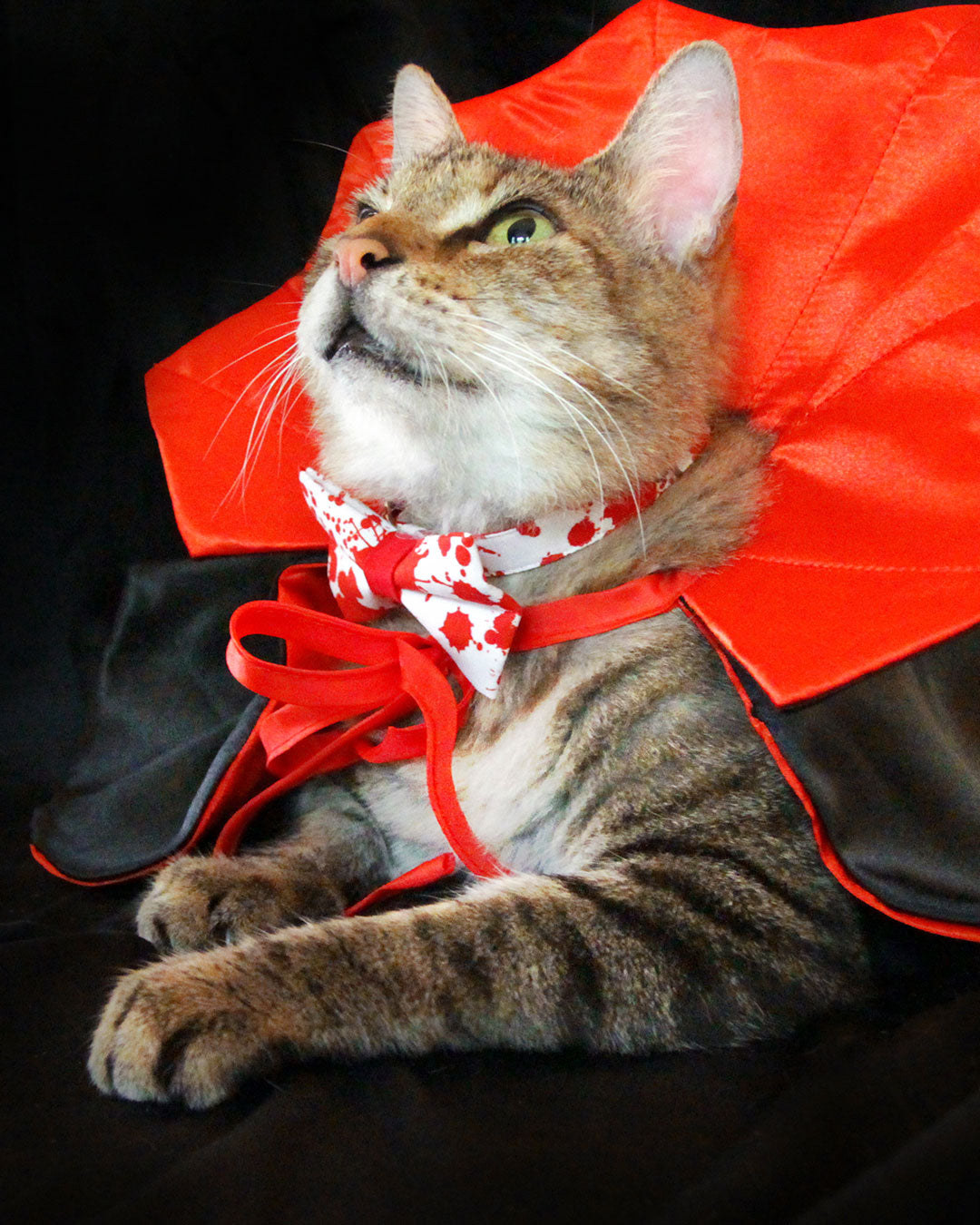 Halloween Cat Collar - "Dexter" - Vampire, American Psycho, Horror Fans - Red Blood Spatters on White - Breakaway Buckle or Non-Breakaway