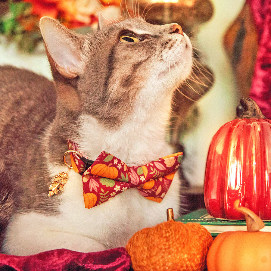 Bow Tie Cat Collar Set - "Pumpkin Patch - Cranberry" - Burgundy Fall Harvest Cat Collar w/ Matching Bowtie / Cat, Kitten, Small Dog Sizes