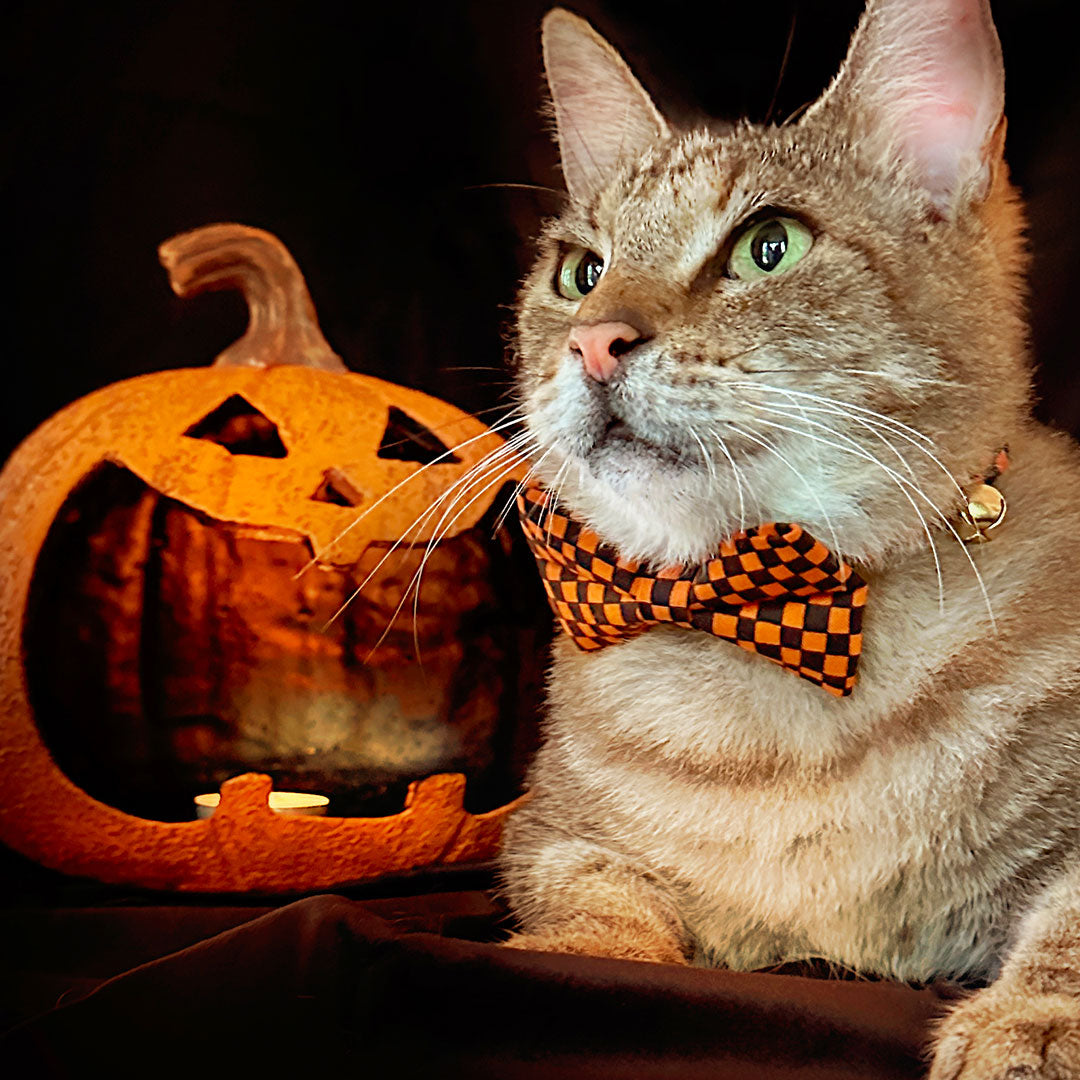 Cat Bow Tie - “Punk Rock Halloween” - Black Orange Checkered Bow Tie f
