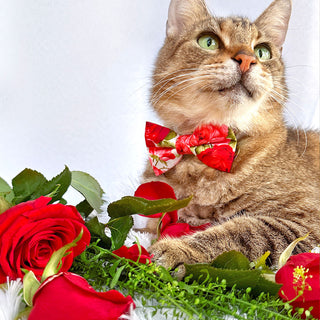 Bow Tie Cat Collar Set - "Roses" - Red Rose Cat Collar w/ Matching Bowtie / Valentine's Day, Floral, Wedding / Cat, Kitten, Small Dog Sizes - Kitten (6-10) / Breakaway / Gold