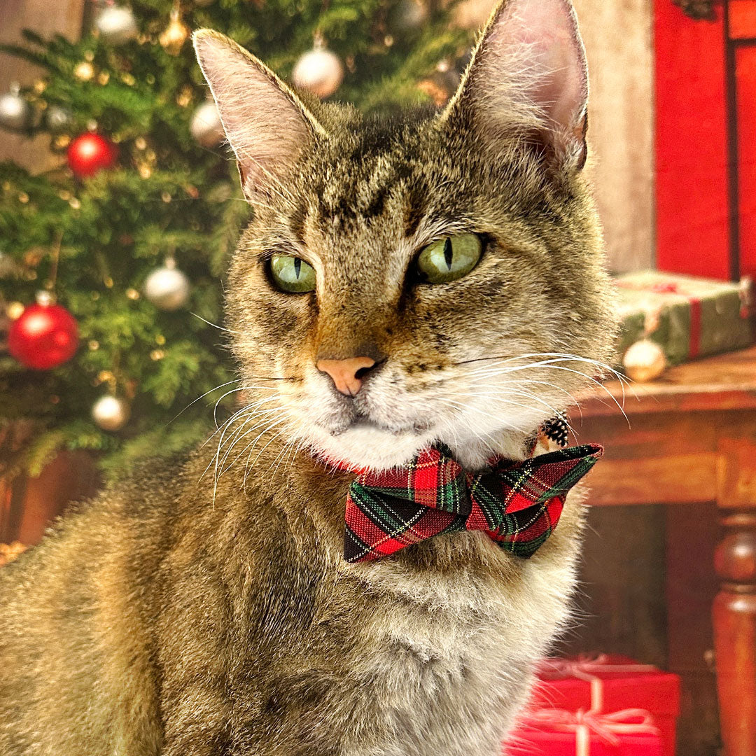 Holiday Cat Collar - "Telluride" - Red Green Black Christmas Plaid Cat Collar / Breakaway Buckle or Non-Breakaway / Cat, Kitten + Small Dog Sizes