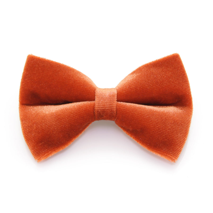 Pet Bow Tie - "Velvet - Roasted Pumpkin" - Burnt Orange Velvet Bowtie / Fall & Thanksgiving / Wedding / For Cats + Small Dogs / Removable (One Size)