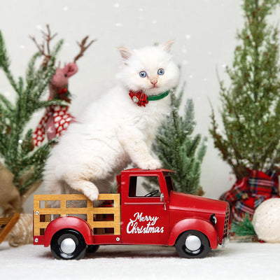 Cat Collar + Flower Set - "Telluride" - Holiday Plaid Cat Collar + Specialty Christmas Red Poinsettia Felt Flower (Detachable)