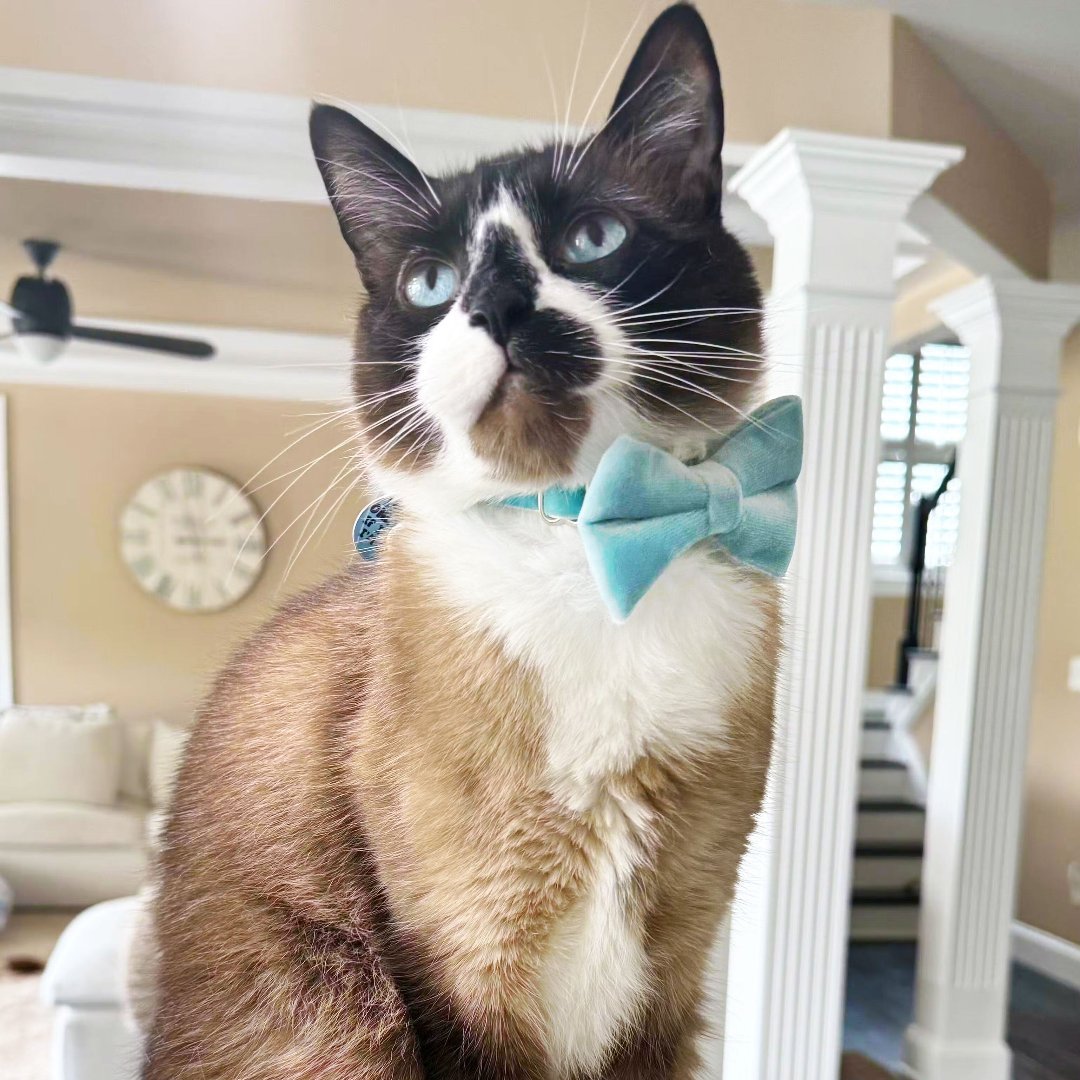 Cat Collar - "Velvet - Frosty Blue" - Luxe Sky Blue Velvet - Breakaway Buckle or Non-Breakaway - Cat + Small Dog Sizes