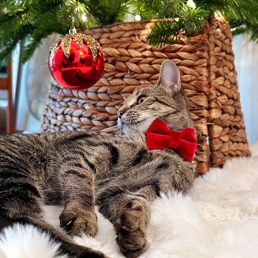 Pet Bow Tie (TINY SIZE) - "Velvet - Garnet Red" - Christmas, Holidays & Wedding Bow Tie | For Kitten + Tiny Dog