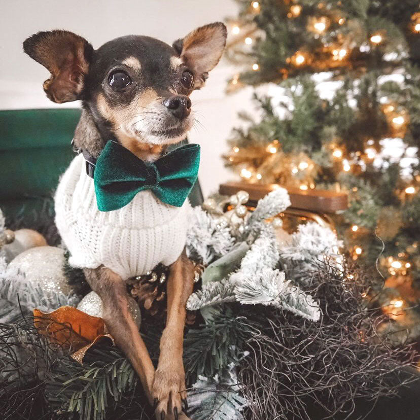 Pet Bow Tie (REGULAR SIZE) - "Velvet - Hunter" - Christmas, Holidays & Wedding Bow Tie | For Adult Cat + Small Dog