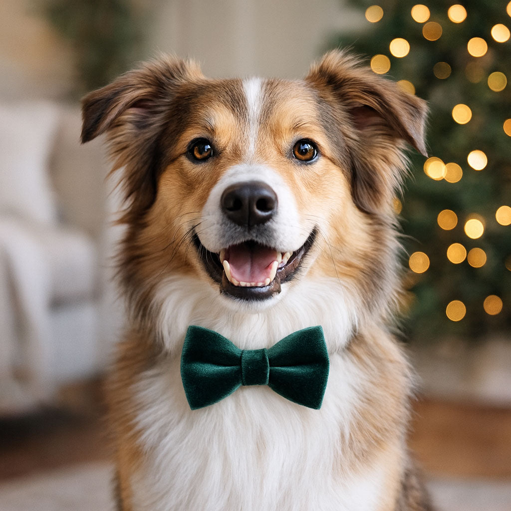Pet Bow Tie (LARGE SIZE) - "Velvet - Hunter Green" - Holiday, Christmas, Special Occasions & Weddings | For Medium + Large Dogs