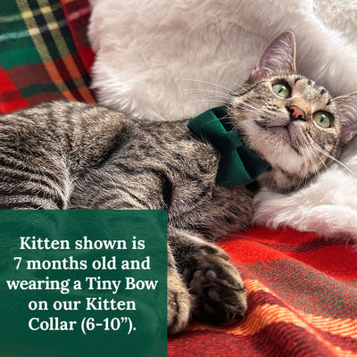 Pet Bow Tie (TINY SIZE) - "Velvet - Hunter Green" - Christmas, Holidays & Wedding Bow Tie | For Kitten + Tiny Dog