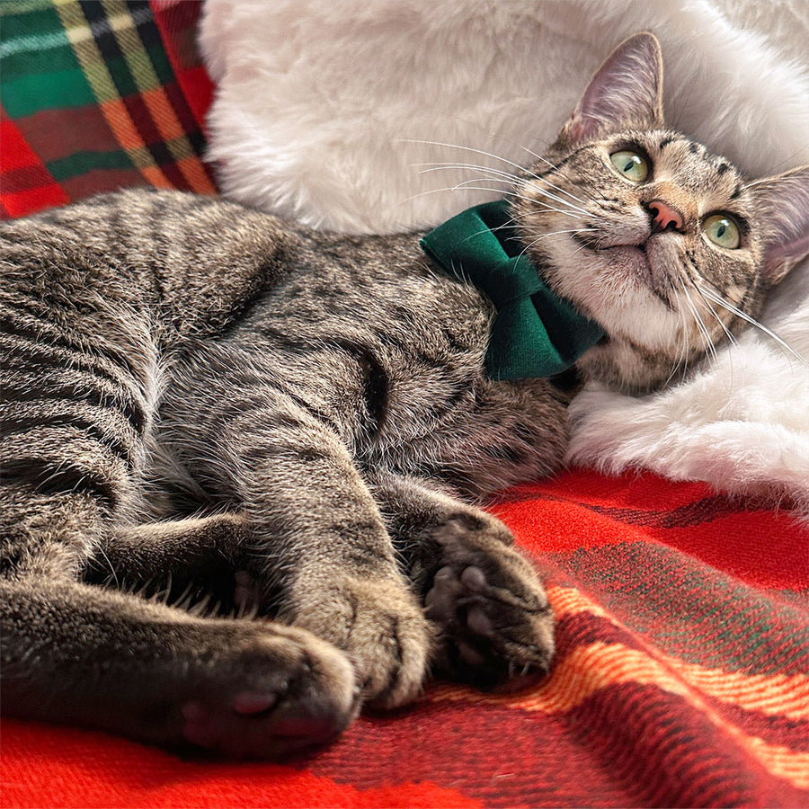 Pet Bow Tie (TINY SIZE) - "Velvet - Hunter Green" - Christmas, Holidays & Wedding Bow Tie | For Kitten + Tiny Dog