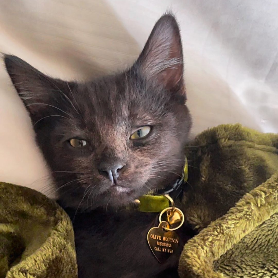 Cat Collar - "Velvet - Leaf Green" - Vibrant Olive Green Velvet - Breakaway Buckle or Non-Breakaway / Cat, Kitten + Small Dog Sizes