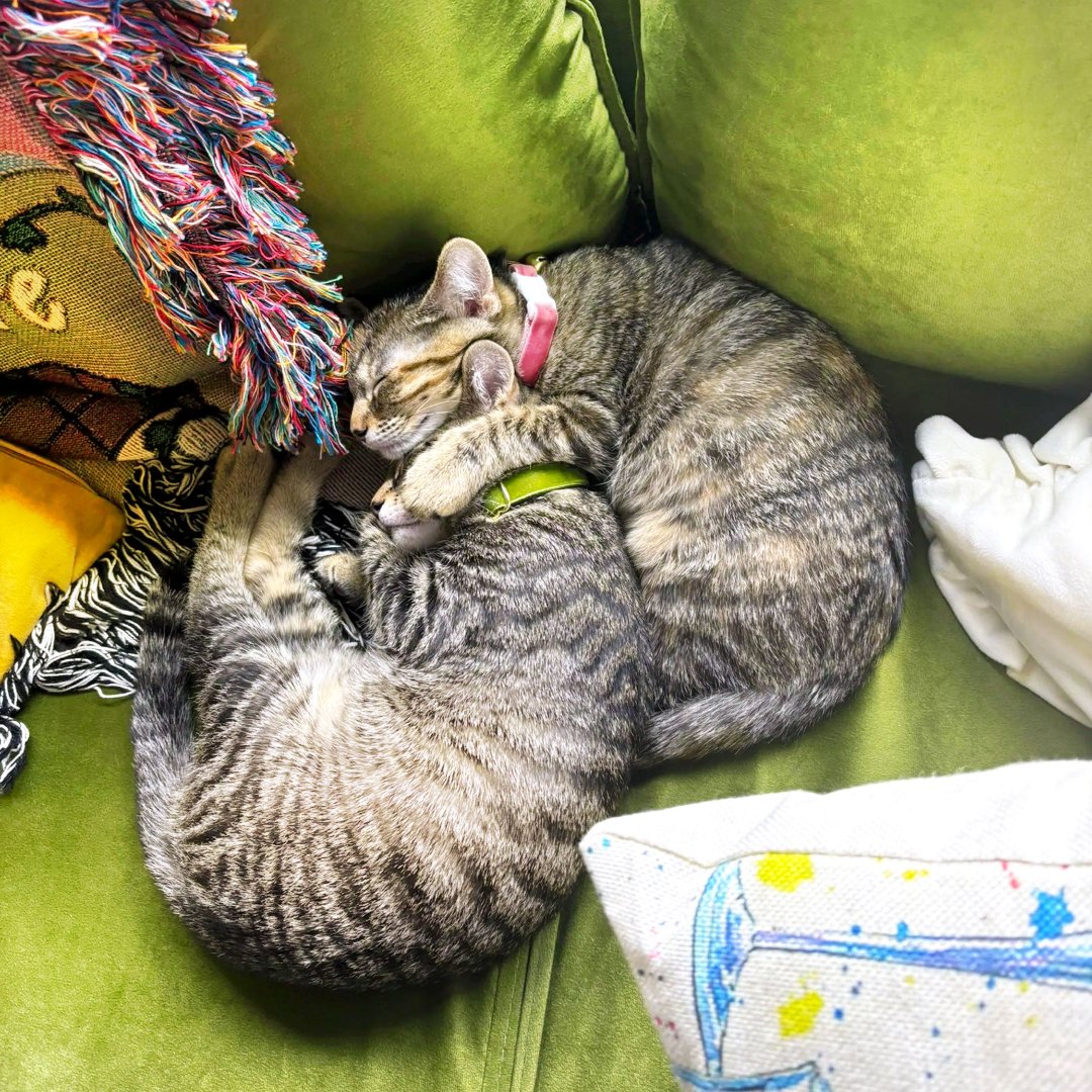 Cat Collar - "Velvet - Leaf Green" - Vibrant Olive Green Velvet - Breakaway Buckle or Non-Breakaway / Cat, Kitten + Small Dog Sizes