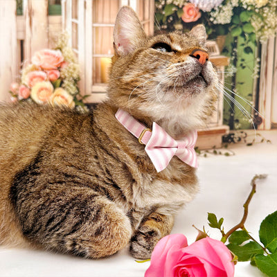 Striped Cat Bow Tie - "Veranda - Pink" - Pastel Pink Stripe Bow Tie for Cat Collar / Spring, Summer, Derby, Wedding / Cat, Kitten + Small Dog Bowtie
