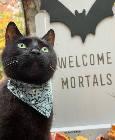 Halloween Pet Bandana - "Witching Hour" - Bats on Midnight Gray Bandana for Cat + Small Dog / Slide-on Bandana / Over-the-Collar (One Size)