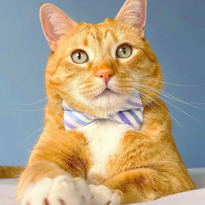 Bow Tie Cat Collar Set - "Indigo Sky" - Striped Cat Collar w/ Matching Bowtie / Spring, Easter, Derby, Nautical, Wedding / Cat + Small Dog